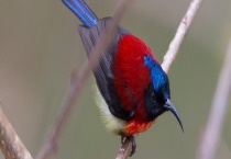 珊瑚鸟的生活习性是什么 主要以什么为食