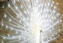 孔雀会不会飞 会游泳吗 有什么种类