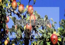 苹果树冬剪最佳时间