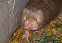 竹鼠养殖风险有哪些？