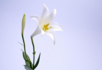 白百合花语是什么？