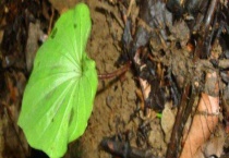 青天葵多少钱一斤 附青天葵的功效和食用禁忌