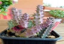 多肉植物龙角怎么养