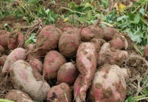 番薯原产地在哪里