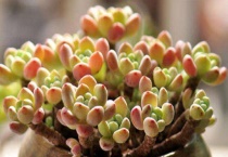 多肉能在太阳底下晒吗？