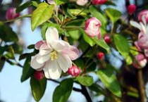 西府海棠产地是哪里