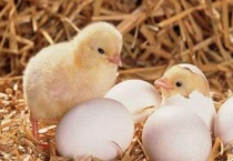 如何用电饭锅孵化小鸡