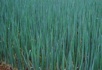 大葱病虫害防治技术 如何治疗大葱炭疽病