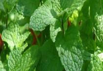 留兰香种子价格及种植方法 留兰香的生长习性