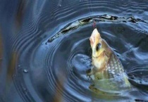 春天野钓鲫鱼最佳饵料配方 具体比例是多少？