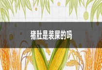 猪肚是装屎的吗？