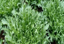 菊苣的播种时间是什么时候 附种植多久？