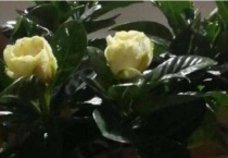 栀子花开花了要施肥吗？