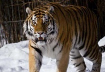 孟加拉虎和东北虎的区别？