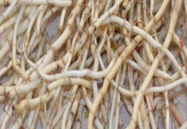 怎样区分茅根与鱼腥草 茅根与鱼腥草简介