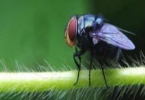 苍蝇是如何过冬的 苍蝇的危害有哪些？