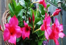 飘香藤有毒吗 养在哪里好 养殖的注意事项