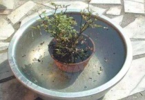 花盆里有蜈蚣怎么去除