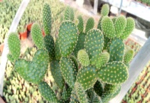 黄毛掌的刺有毒吗？