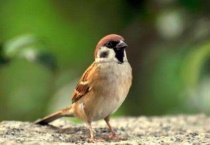 怎样防止麻雀占燕子窝