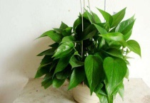 绿萝怕水多吗？