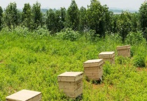 蜂箱用什么木材做最好 怎样制作蜂箱