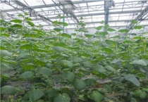 冬季黄瓜催芽多久？