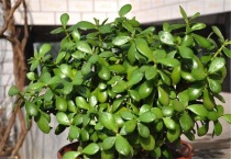 燕子掌能净化空气吗？