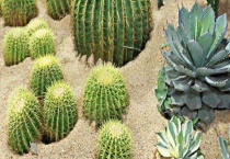 仙人球的种类有哪些？从不同的分类方法上来划分