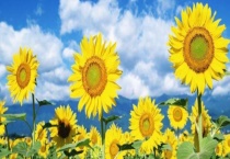 向日葵的别称是什么 我国的向日葵花海景点具体在哪些地方