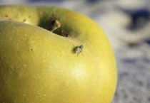 水果上的小飞虫哪来的