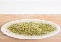 苜蓿是什么作物