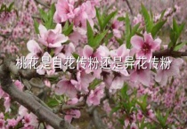 桃花是自花传粉还是异花传粉