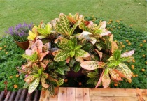 变叶木如何剪枝