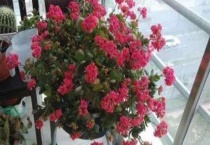 长寿花软塌塌的咋回事