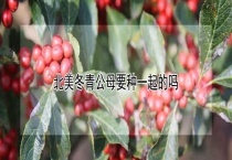 北美冬青公母要种一起的吗？