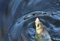 夏天钓鲫鱼的最佳时间及方法 附钓点的选择