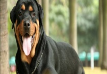 罗威纳犬吃什么狗粮？附饲养多久？