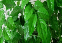 绿宝树怎么修剪 注意时间与多久？