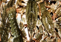 养龙虾要投资多少钱？养小龙虾能赚钱吗？