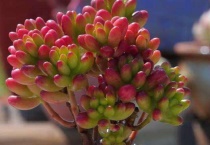 多肉有砍和无砍的区别？