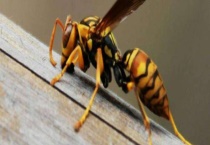 狗屎蜂(小胡蜂) 附详细介绍