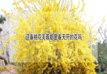 迎春桃花芙蓉都是春天开的花吗？