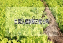 生菜从根割断还能长吗？