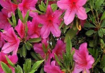 毛杜鹃和杜鹃的区别？