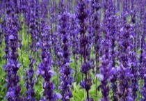 蓝花鼠尾草花期多久 附生长习性