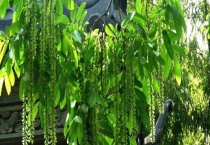 杨树花什么时候开 杨树的品种有哪些？