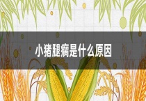 小猪腿瘸是什么原因？