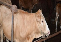 养牛场该怎么建设规划 快来看看吧