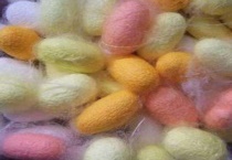 蚕蛾刚产下的蚕卵是什么颜色的